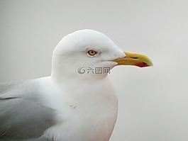 鷗,鳥,飛