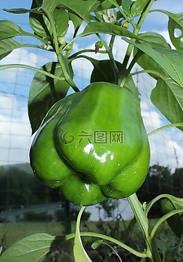 胡椒,綠色,花園