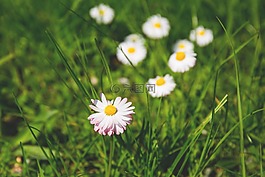 自然,盛開,開花