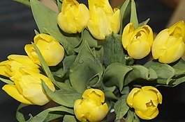 郁金香,郁金香花束,花束
