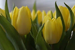 郁金香,郁金香花束,花束