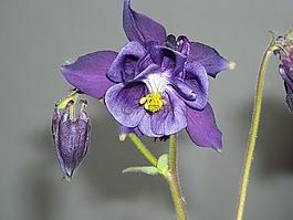 鸽的,花,常见akelei