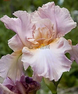 粉紅色,鳶尾花,花