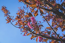 自然,盛開,開花