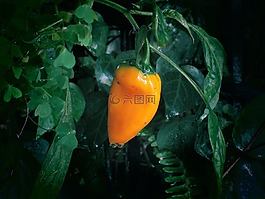 aji,辣椒粉,植物