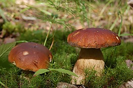蘑菇,白蘑菇,森林