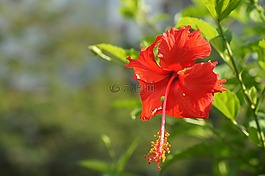 槿,植物區(qū)系,花