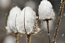 蓟,teasels,刺