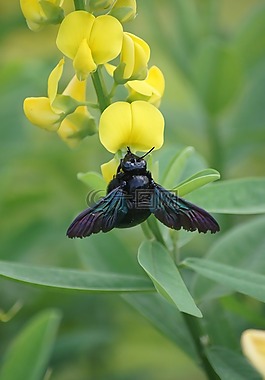 蜜蜂,花,自然