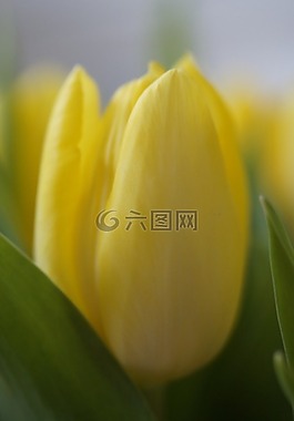 郁金香,郁金香花束,花束