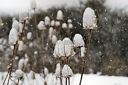 蓟,teasels,雪