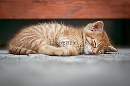 猫,孩子,梦想