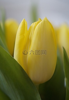 郁金香,黃色,花
