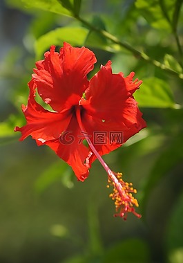 槿,花,盛開(kāi)