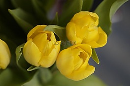 郁金香,黃色,花