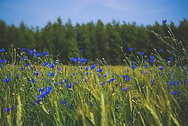 自然,藍色,矢車菊