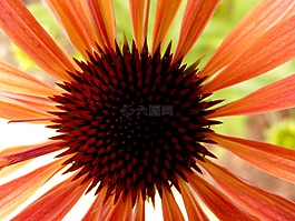 花,橙,性質(zhì)