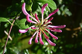金銀花,花,芽