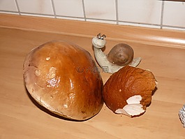 牛肝菌,蘑菇,性質(zhì)