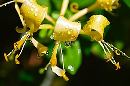 金銀花,花,黃色