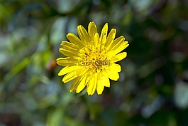 性質(zhì),花卉,夏季