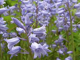 campanules,鮮花,藍色