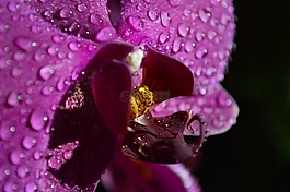 蘭花,花,紫色