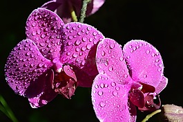 蘭花,紫色,花