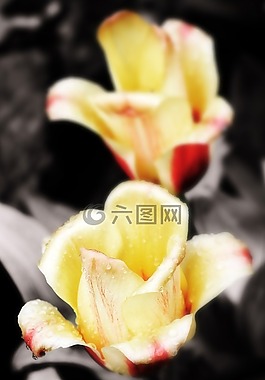玫瑰,春,花