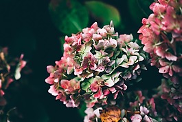 花,自然,花園