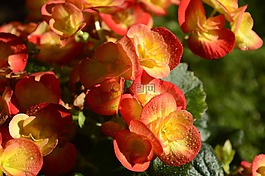 海棠,花,紅色