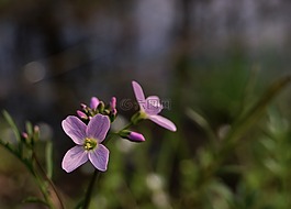 春,花,粉色