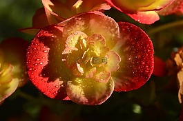 海棠,花,紅色