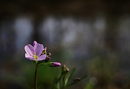 春,花,粉色