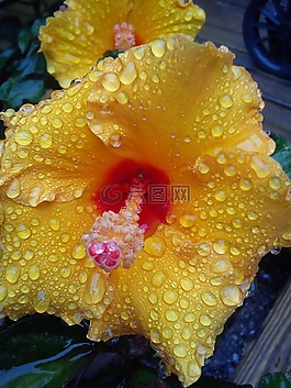 芙蓉花,黃色,露水