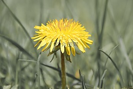 花,蒲公英,黃色