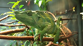 變色龍,綠色,動物園