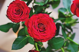 自然,花束,鮮花