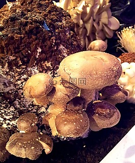 蘑菇,類型,性質(zhì)