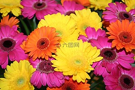 非洲菊,夏季,束鮮花