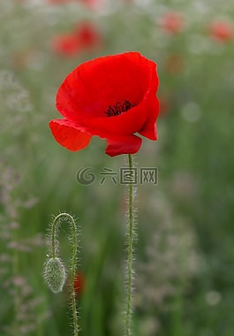 罌粟,花卉,紅色