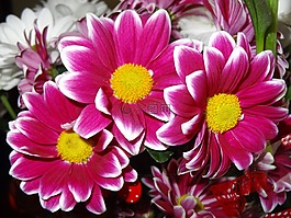 鮮花,性質(zhì),紫
