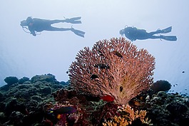 跳水,海洋,海
