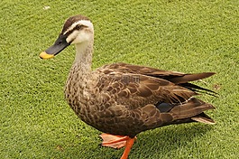 鳥,鴨,布朗