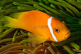 鱼,海洋,马尔代夫