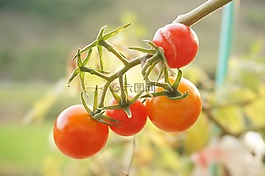 蔬菜,番茄,紅色