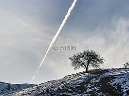 小山,返回頁首,樹