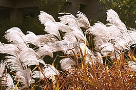 里德,植物,銀池