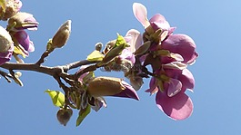開花,春天,植物群