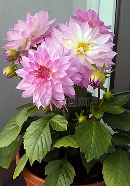 花,粉色,性質(zhì)